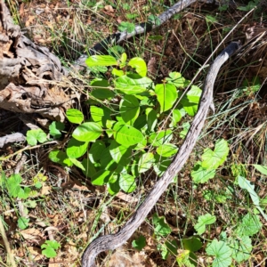 Viburnum tinus at Mount Majura - 25 Mar 2024 11:28 AM