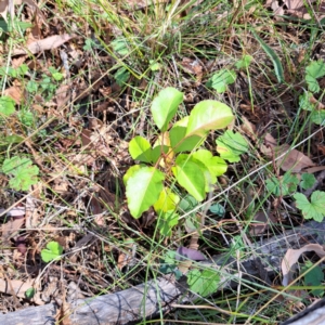 Pyrus calleryana at Mount Majura - 25 Mar 2024 11:28 AM