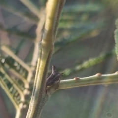 Deroploa parva at QPRC LGA - 25 Mar 2024