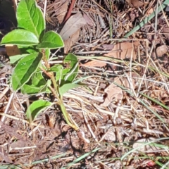 Viburnum tinus at Mount Majura - 25 Mar 2024