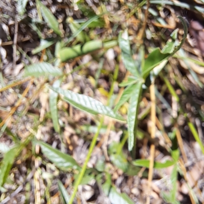 Cullen tenax (Tough Scurf-Pea) at Mount Majura - 25 Mar 2024 by abread111