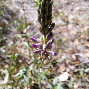 Cullen tenax at Mount Majura - 25 Mar 2024