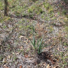 Dianella sp. aff. longifolia (Benambra) (Pale Flax Lily, Blue Flax Lily) at Watson, ACT - 25 Mar 2024 by abread111