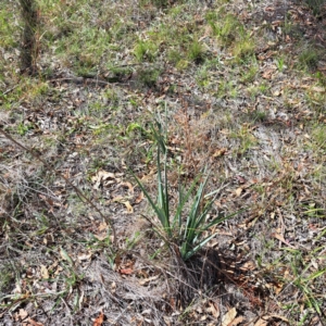 Dianella sp. aff. longifolia (Benambra) at Mount Majura - 25 Mar 2024 11:41 AM