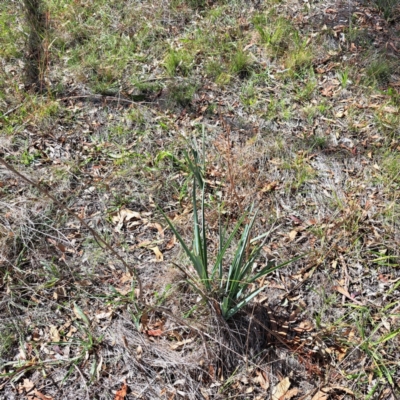 Dianella sp. aff. longifolia (Benambra) (Pale Flax Lily, Blue Flax Lily) at Mount Majura - 25 Mar 2024 by abread111