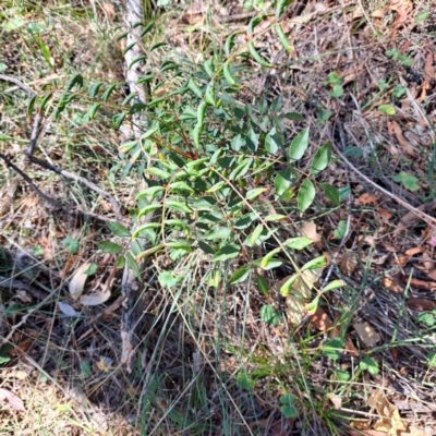 Pistacia chinensis (Chinese Pistachio) at Mount Majura - 25 Mar 2024 by abread111