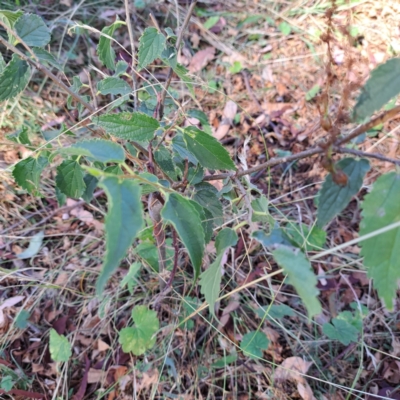 Celtis australis (Nettle Tree) at Mount Majura - 25 Mar 2024 by abread111