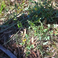 Rosa sp. (A Wild Rose) at Mount Majura - 25 Mar 2024 by abread111