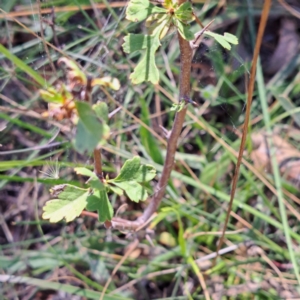 Crataegus monogyna at Mount Majura - 25 Mar 2024