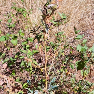 Xanthium spinosum at Mount Majura - 25 Mar 2024