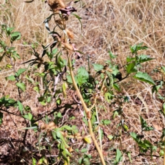 Xanthium spinosum at Mount Majura - 25 Mar 2024