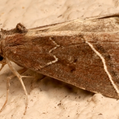 Lophotoma metabula (A Erebid moth) at Ainslie, ACT - 25 Mar 2024 by jb2602