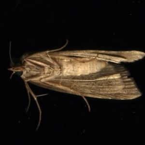 Lophotoma metabula at Ainslie, ACT - 25 Mar 2024