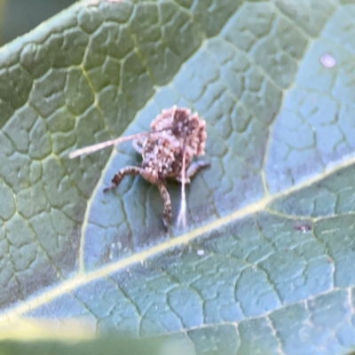 Fulgoroidea (superfamily) (Unidentified fulgoroid planthopper) at Corroboree Park - 25 Mar 2024 by Hejor1