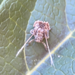 Fulgoroidea sp. (superfamily) at Corroboree Park - 25 Mar 2024