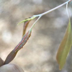 Unidentified Eucalyptus Gall at Corroboree Park - 25 Mar 2024 by Hejor1