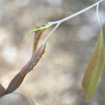 Unidentified Eucalyptus Gall at Ainslie, ACT - 25 Mar 2024 by Hejor1