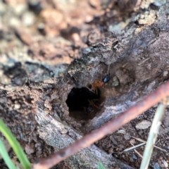 Camponotus consobrinus (Banded sugar ant) at Corroboree Park - 25 Mar 2024 by Hejor1