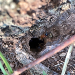 Camponotus consobrinus at Corroboree Park - 25 Mar 2024 05:53 PM