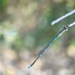 Austrolestes leda at Corroboree Park - 25 Mar 2024