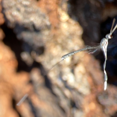 Gasteruption sp. (genus) (Gasteruptiid wasp) at Ainslie, ACT - 25 Mar 2024 by Hejor1
