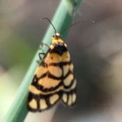 Asura lydia (Lydia Lichen Moth) at Ainslie, ACT - 25 Mar 2024 by Hejor1