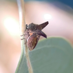 Ceraon vitta (Treehopper) at Ainslie, ACT - 25 Mar 2024 by Hejor1