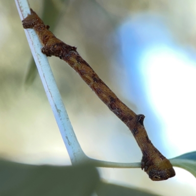Scioglyptis lyciaria (White-patch Bark Moth) at Corroboree Park - 25 Mar 2024 by Hejor1