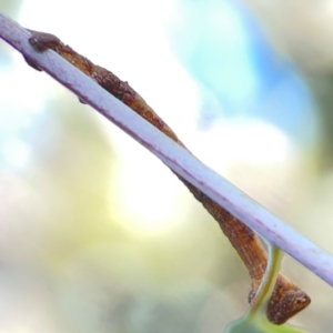 Scioglyptis lyciaria at Corroboree Park - 25 Mar 2024