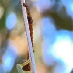 Scioglyptis lyciaria at Corroboree Park - 25 Mar 2024