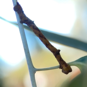 Scioglyptis lyciaria at Corroboree Park - 25 Mar 2024