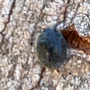 Coccinellidae (family) at Corroboree Park - 25 Mar 2024