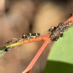 Iridomyrmex sp. (genus) at Ainslie, ACT - 25 Mar 2024