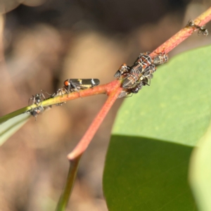 Eurymeloides punctata at Ainslie, ACT - 25 Mar 2024