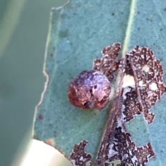 Coccoidea (superfamily) at Corroboree Park - 25 Mar 2024 by Hejor1