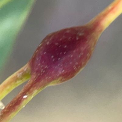 Unidentified Eucalyptus Gall at Corroboree Park - 25 Mar 2024 by Hejor1