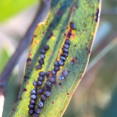 Unidentified Eucalyptus Gall at Corroboree Park - 25 Mar 2024 by Hejor1