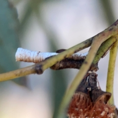 Chaetophyes compacta (Tube spittlebug) at Corroboree Park - 25 Mar 2024 by Hejor1