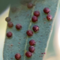 Unverified Eucalyptus Gall at Corroboree Park - 25 Mar 2024 by Hejor1