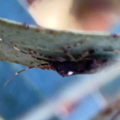 Pentatomidae (family) (Shield or Stink bug) at Corroboree Park - 25 Mar 2024 by Hejor1