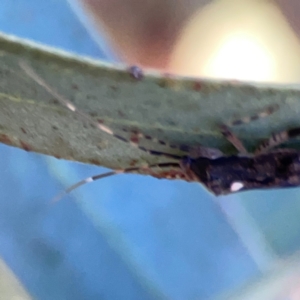 Pentatomidae (family) at Corroboree Park - 25 Mar 2024 05:23 PM