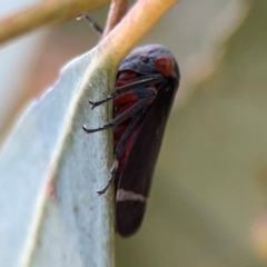 Eurymeloides lineata (Lined gumtree hopper) at Corroboree Park - 25 Mar 2024 by Hejor1
