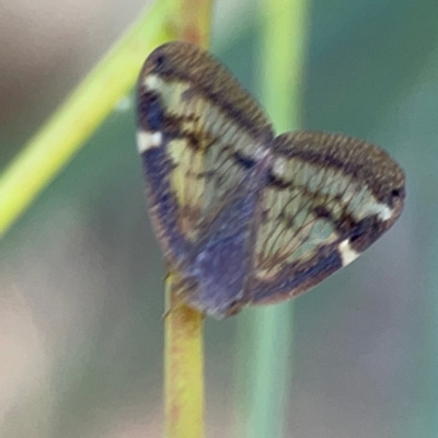 Scolypopa australis (Passionvine hopper, Fluffy bum) at Corroboree Park - 25 Mar 2024 by Hejor1