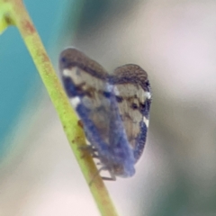 Scolypopa australis at Corroboree Park - 25 Mar 2024