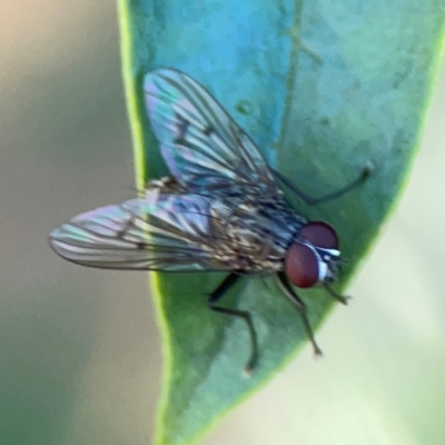 Helina sp. (genus) (Muscid fly) at Corroboree Park - 25 Mar 2024 by Hejor1
