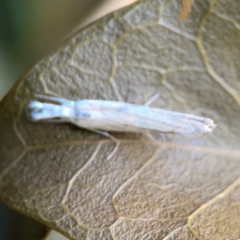 Culladia cuneiferellus at Corroboree Park - 25 Mar 2024