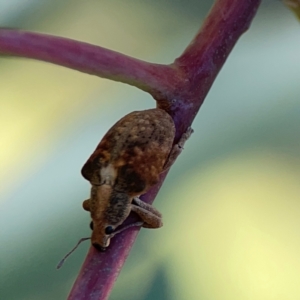 Gonipterus sp. (genus) at Corroboree Park - 25 Mar 2024