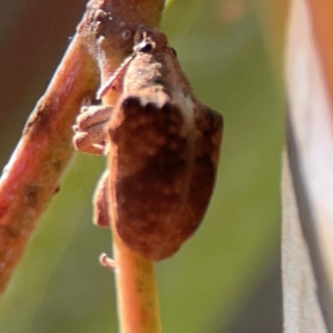 Gonipterus sp. (genus) at Corroboree Park - 25 Mar 2024