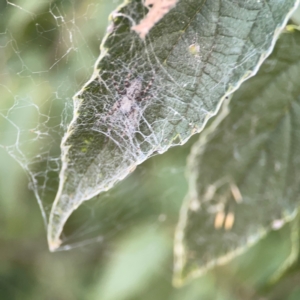 Badumna longinqua at Corroboree Park - 25 Mar 2024