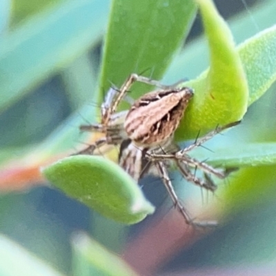 Oxyopes (genus) (Lynx spider) at Corroboree Park - 25 Mar 2024 by Hejor1
